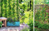 Πως να δημιουργήστε μια DIY ιδιωτική ζώνη στην αυλή ή τον κήπο σας